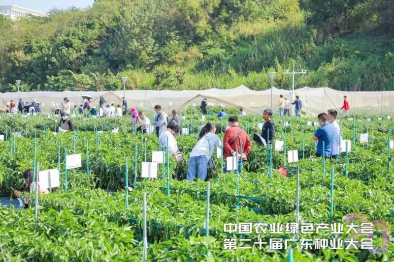 Hội chợ chuyên ngành Hạt giống tại Quảng Đông là gì? Tham gia như thế nào?