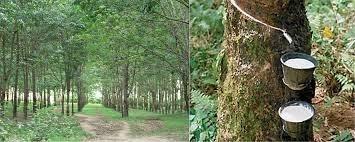 Ngày 5/4 giá cao su kỳ hạn tại Tokyo giảm do giá dầu suy giảm