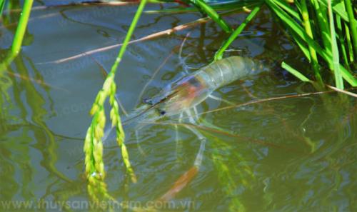 Mô hình tôm - lúa sẽ mang về 1 tỷ USD