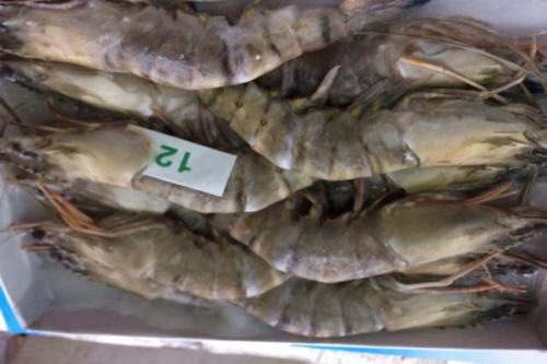 Tổng quan thị trường thuỷ hải sản Nga: tiêu thụ và nhập khẩu - Phần 2