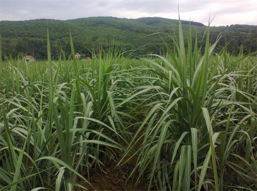 Giống mía đường Việt Nam sẽ được xuất sang Australia